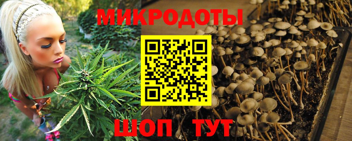 Псилоцибиновые грибы Psilocybe Луховицы